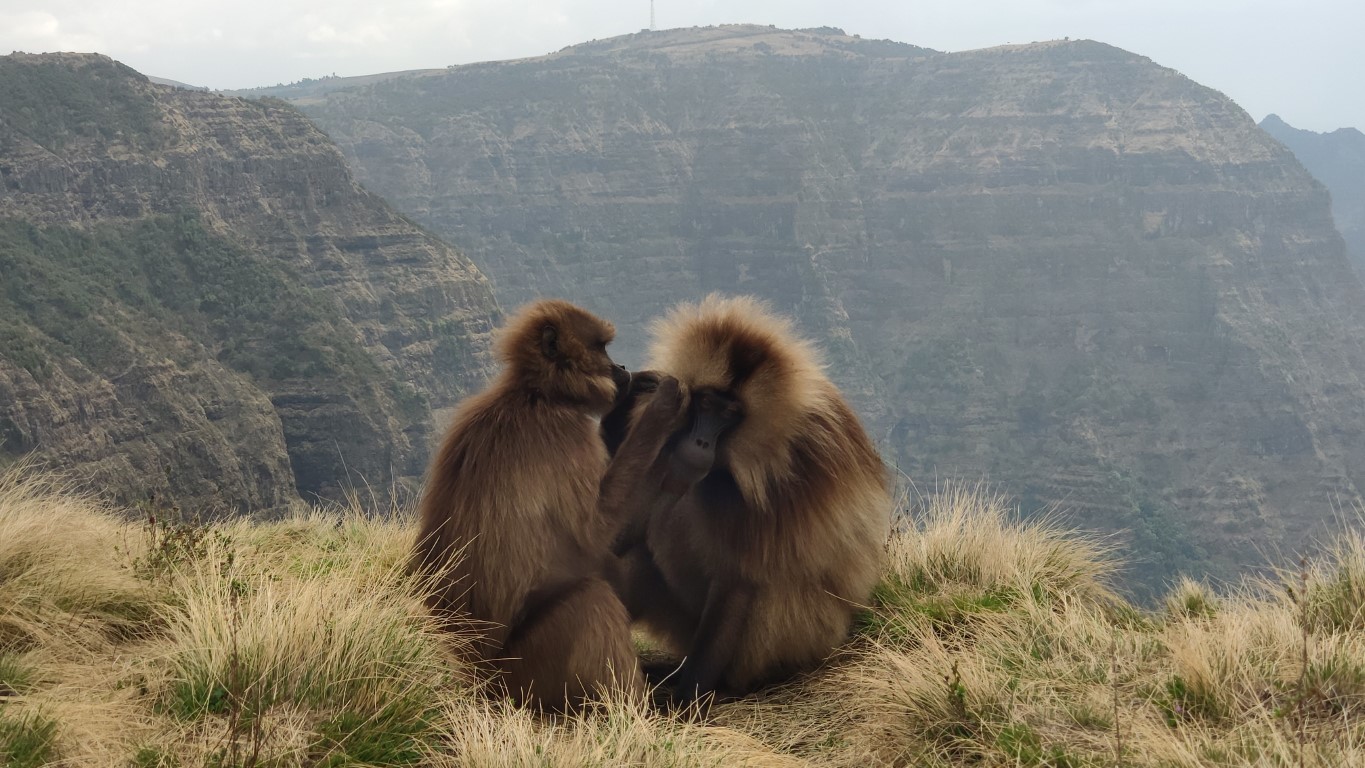 Monke