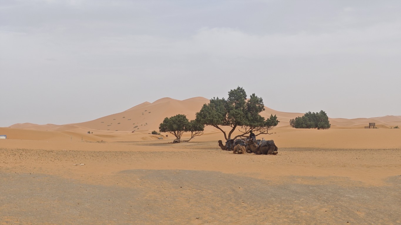 The desert