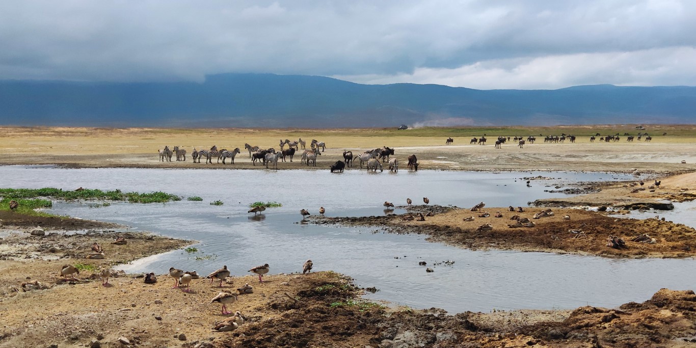 Ngorongoro